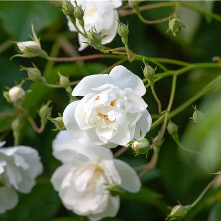 Rosa 'Bobby James' KL Rosa 'Bobby James' KL