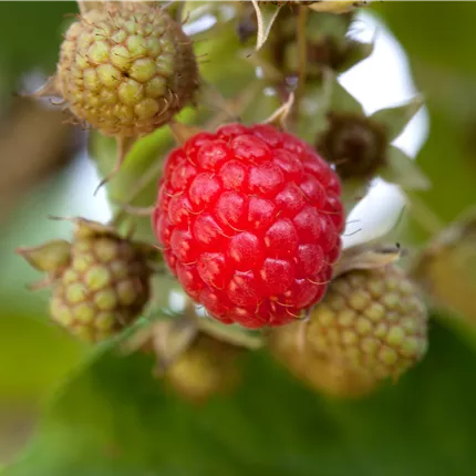 Rubus 'Tayberry Medana' -R- CAC