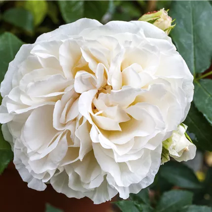 Rosa 'Boule de Neige' STR Rosa 'Boule de Neige' STR