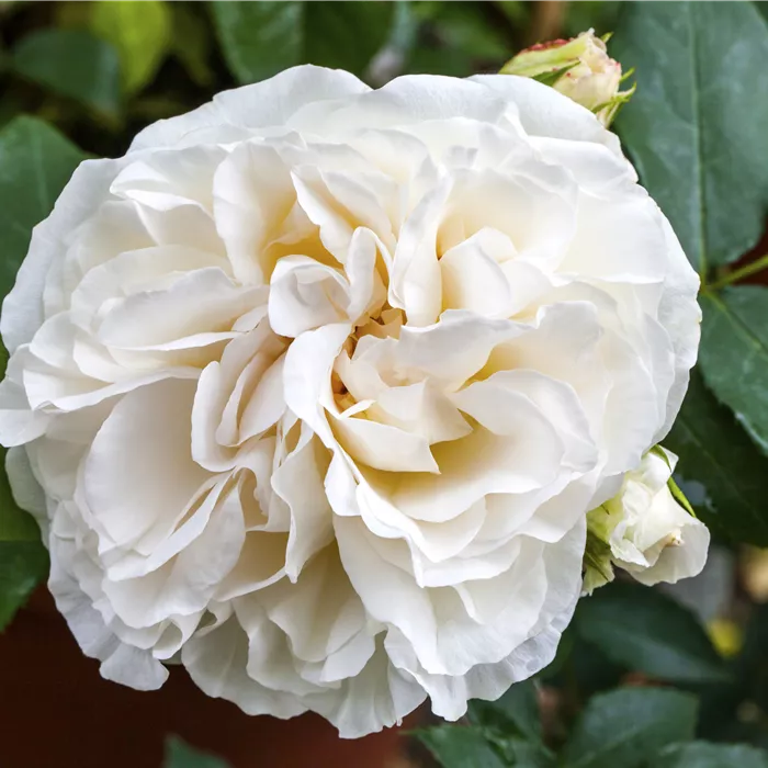 Rosa 'Boule de Neige' STR