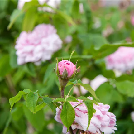 Rosa 'Jacques Cartier' STR