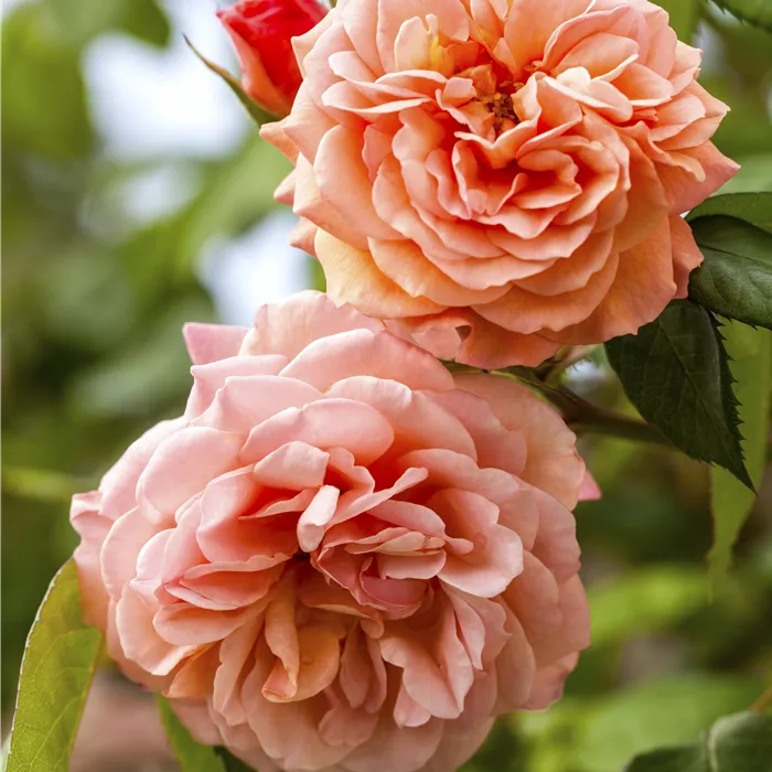 Rosa 'Caritas' -R- TH