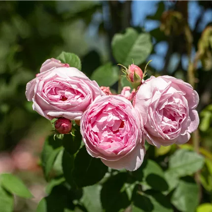 Rosa 'Constance Spry' STR Rosa 'Constance Spry' STR