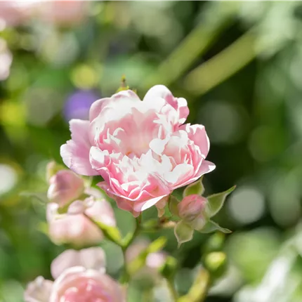 Rosa 'The Fairy' BDR Rosa 'The Fairy' BDR