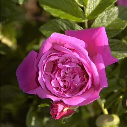 Rosa 'Rosa Zwerg' BDR Rosa 'Rosa Zwerg' BDR