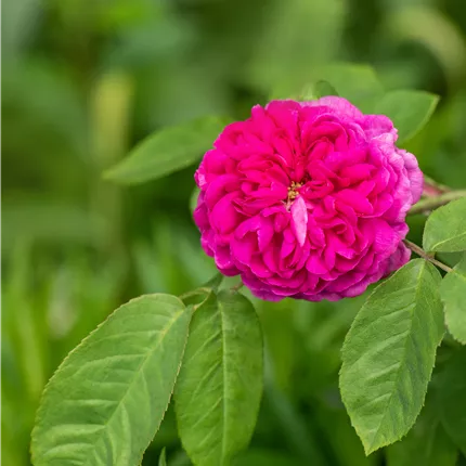 Rosa 'Rose de Resht' STR