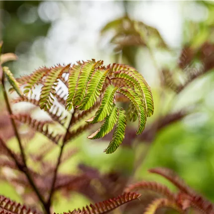 Albizia julibr.'Summer Chocolate' -S- Albizia julibr.'Summer Chocolate' -S-
