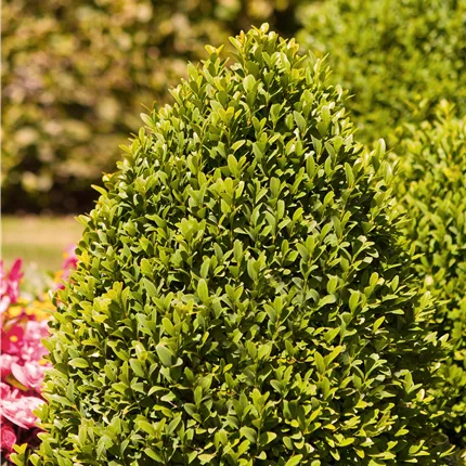 Buxus sempervirens var.arborescens