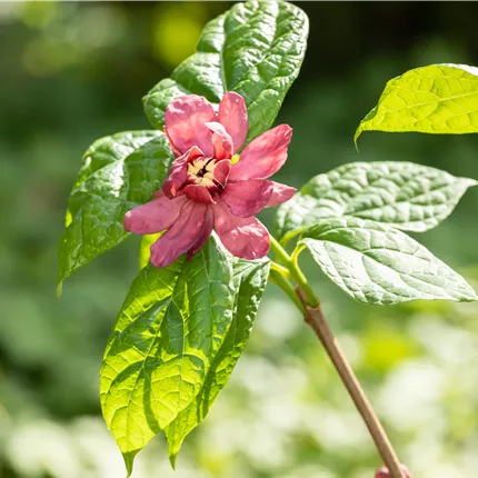 Calycanthus raulst.'Hartlage Wine'