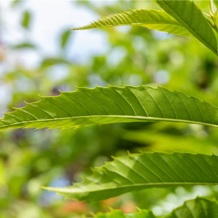 Castanea sativa 'Doree de Lyon' CAC Castanea sativa 'Doree de Lyon' CAC