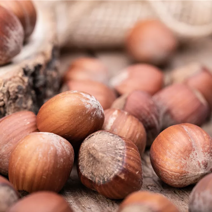 Corylus av.'Halle'sche Riesennuss' CAC Corylus av.'Halle'sche Riesennuss' CAC