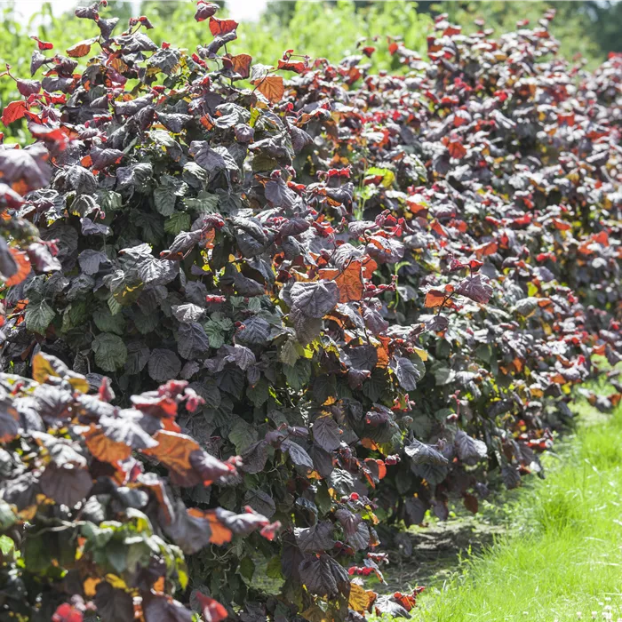 Corylus av.'Rotblättrige Zellernuss' Corylus av.'Rotblättrige Zellernuss'