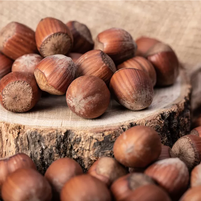 Corylus av.'Wunder aus Bollweiler' CAC Corylus av.'Wunder aus Bollweiler' CAC
