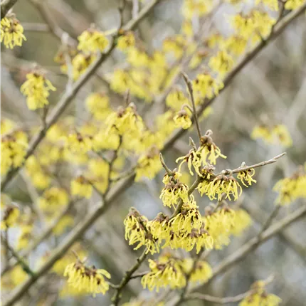 Hamamelis interm.'Arnold Promise' Hamamelis interm.'Arnold Promise'