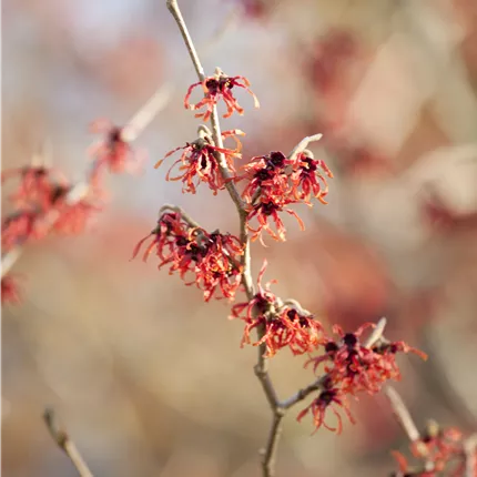 Hamamelis interm.'Feuerzauber' Hamamelis interm.'Feuerzauber'