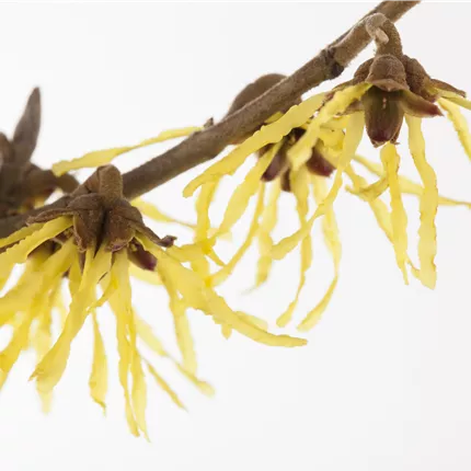 Hamamelis interm.'Pallida' Hamamelis interm.'Pallida'
