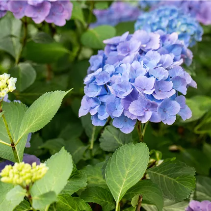 Hydrangea m. 'Forever & Ever' Blue -R- Hydrangea m. 'Forever & Ever' Blue -R-