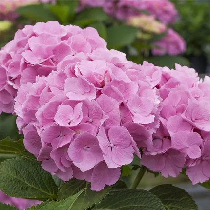 Hydrangea m. 'Forever & Ever' Pink -R- Hydrangea m. 'Forever & Ever' Pink -R-