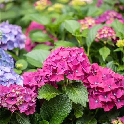 Hydrangea m. 'Forever & Ever' Red -R- Hydrangea m. 'Forever & Ever' Red -R-