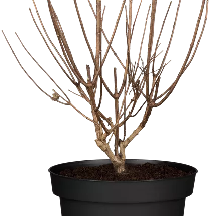 Hydrangea m. 'Forever & Ever' weiß -R- Hydrangea m. 'Forever & Ever' weiß -R-