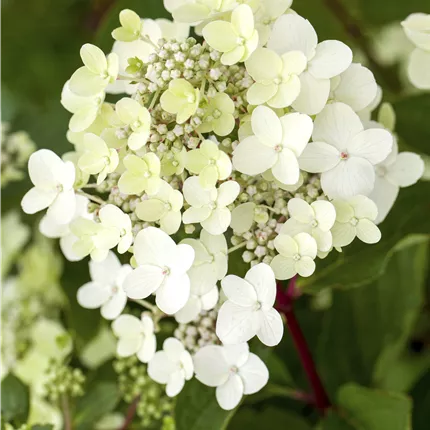 Hydrangea panic. 'Vanille-Fraise' -R- Hydrangea panic. 'Vanille-Fraise' -R-