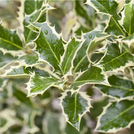 Ilex aquif.'Argentea Marginata' Ilex aquif.'Argentea Marginata'