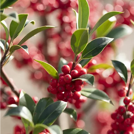 Ilex aquif.'Limsi' Ilex aquif.'Limsi'