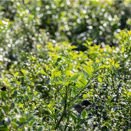 Ilex aquif.'Pyramidalis' Ilex aquif.'Pyramidalis'
