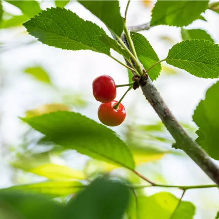 Prunus cer.'Ludwigs Frühe' CAC Prunus cer.'Ludwigs Frühe' CAC