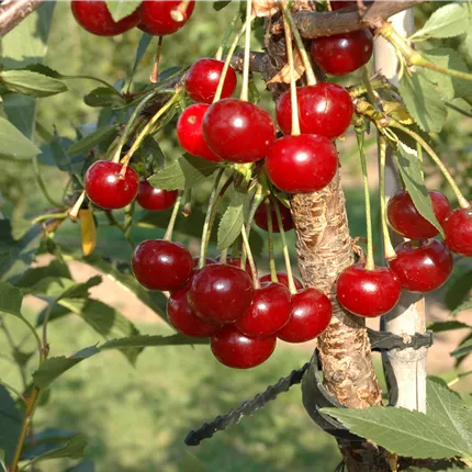 Prunus cer.'Morina' -S- CAC Prunus cer.'Morina' -S- CAC