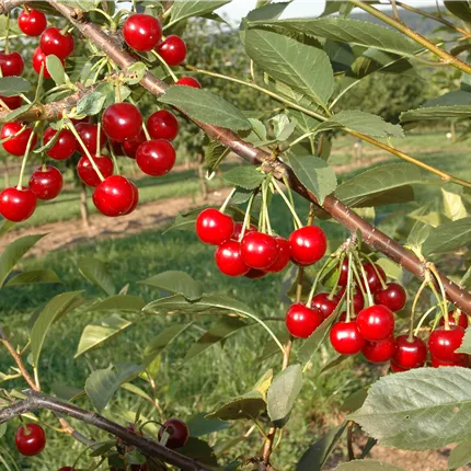 Prunus cer.'Safir' -S- CAC Prunus cer.'Safir' -S- CAC