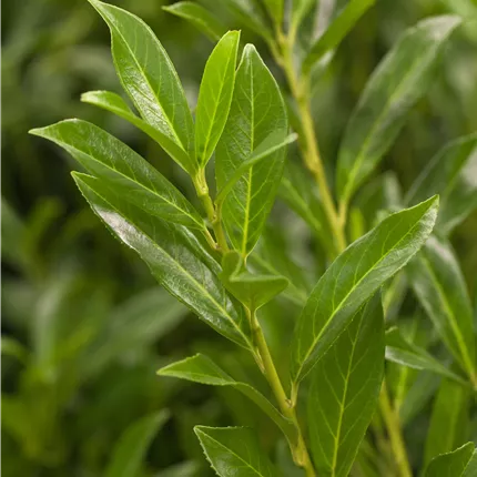 Prunus lauroc.'Caucasica' Prunus lauroc.'Caucasica'