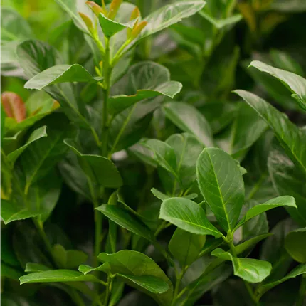 Prunus lauroc.'Etna' -R- Prunus lauroc.'Etna' -R-