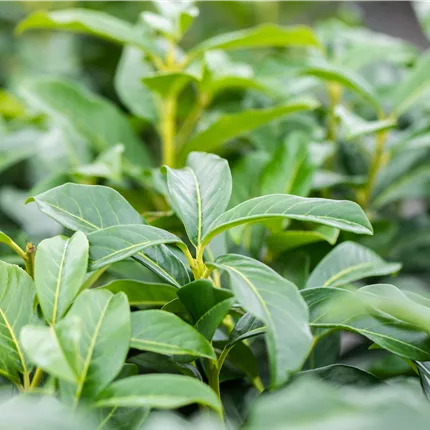 Prunus lauroc.'Genolia' -R- Prunus lauroc.'Genolia' -R-