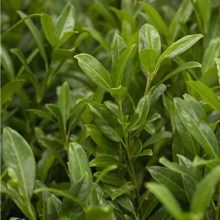 Prunus lauroc.'Herbergii' Prunus lauroc.'Herbergii'