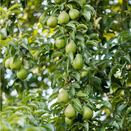 Pyrus com.'Gräfin von Paris' CAC Pyrus com.'Gräfin von Paris' CAC
