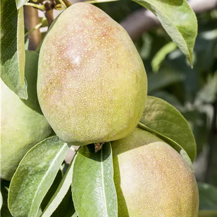 Pyrus com.'Köstliche von Charneu' CAC Pyrus com.'Köstliche von Charneu' CAC