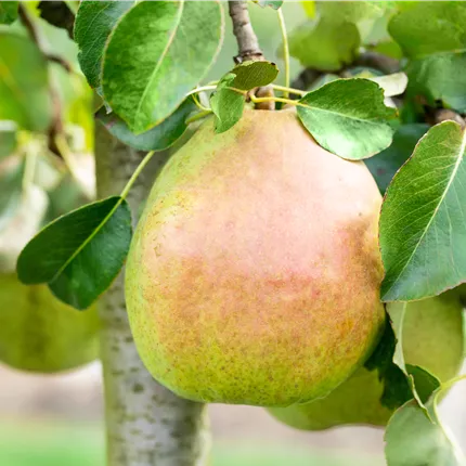 Pyrus com.'Vereins Dechantsbirne' CAC Pyrus com.'Vereins Dechantsbirne' CAC