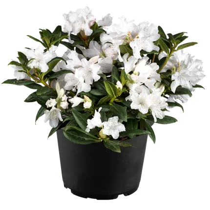 Rhododendron carolin.'Dora Amateis'