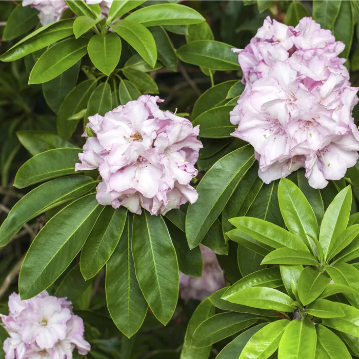 Rhododendron Hybr.'Album Novum'