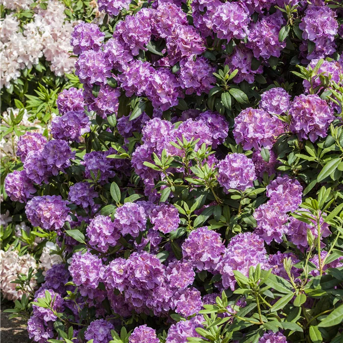 Rhododendron Hybr.'Alfred'