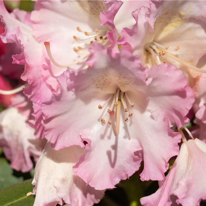 Rhododendron Hybr.'Berliner Liebe'