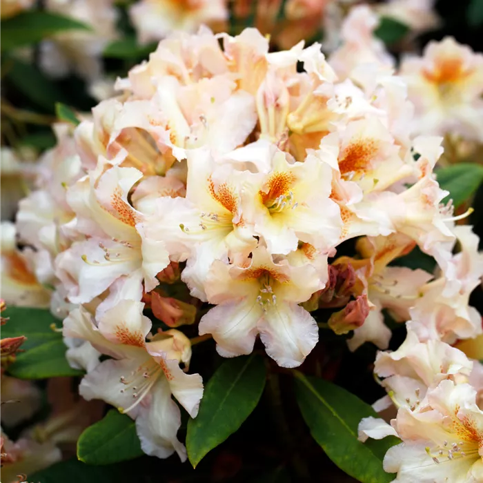 Rhododendron Hybr.'Bernstein'