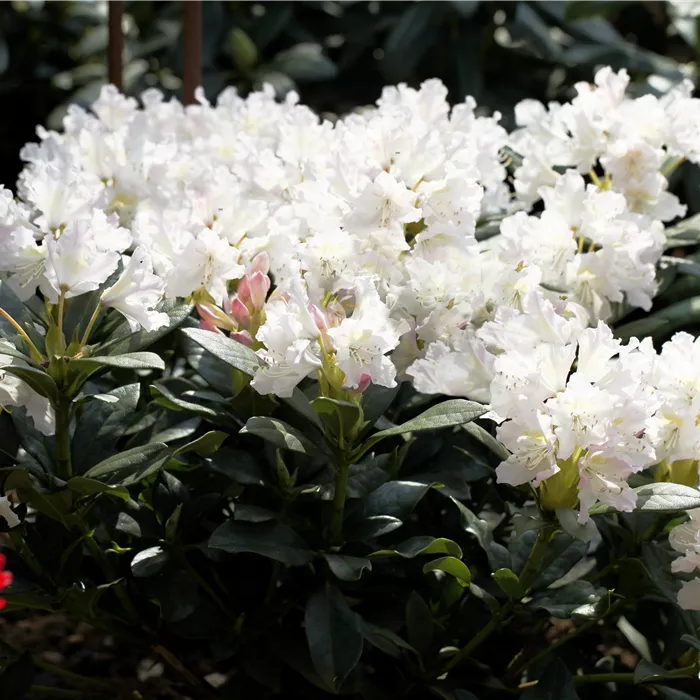 Rhododendron Hybr.'Cunningham's White'