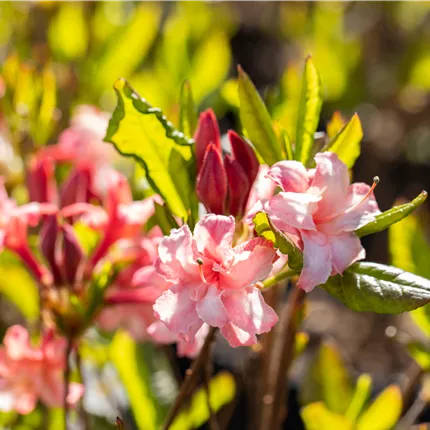 Rhododendron lut.'Corneille' Rhododendron lut.'Corneille'