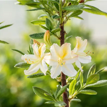 Rhododendron lut.'Daviesii' Rhododendron lut.'Daviesii'