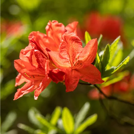 Rhododendron lut.'Fanal' Rhododendron lut.'Fanal'