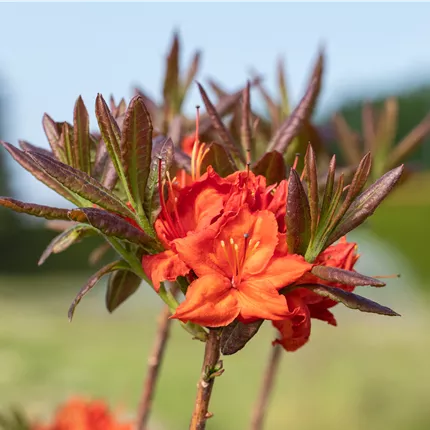 Rhododendron lut.'Fireball' Rhododendron lut.'Fireball'