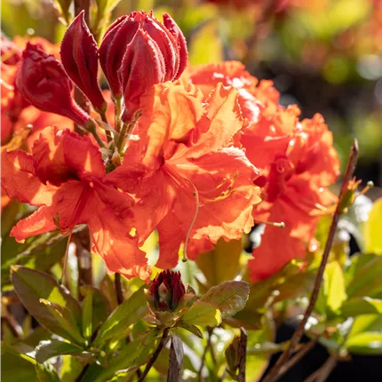 Rhododendron lut.'Gibraltar' Rhododendron lut.'Gibraltar'