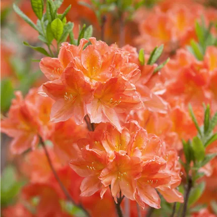 Rhododendron mol.'Spek's Brilliant'